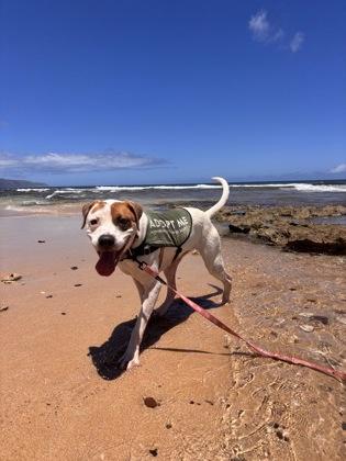 Nala, a Adoptable mixed breed in Honolulu, HI image 3/3