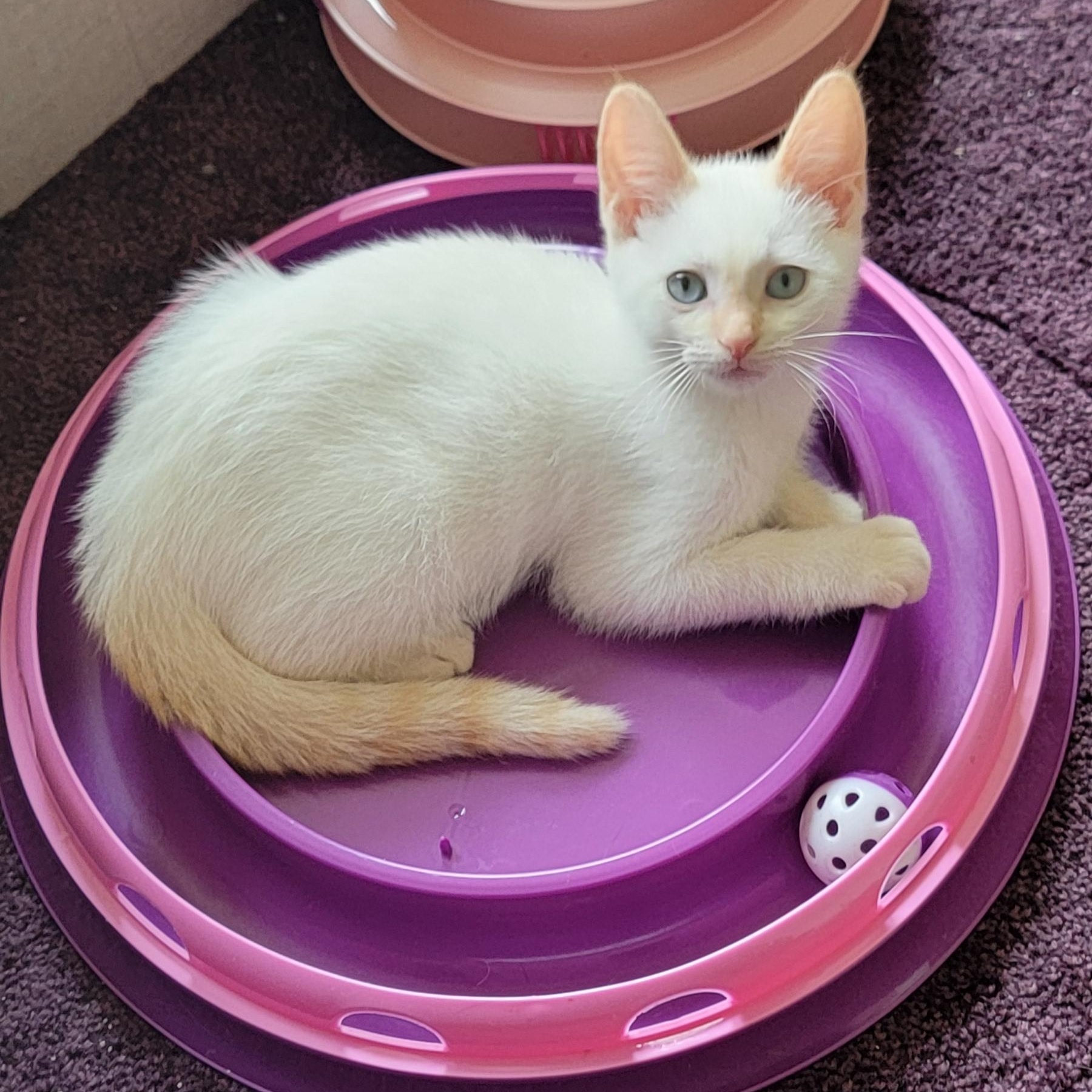 Enlarge Blaze Adopted 7.11.26, an adoptable Siamese in Wyandotte, MI image 3/5