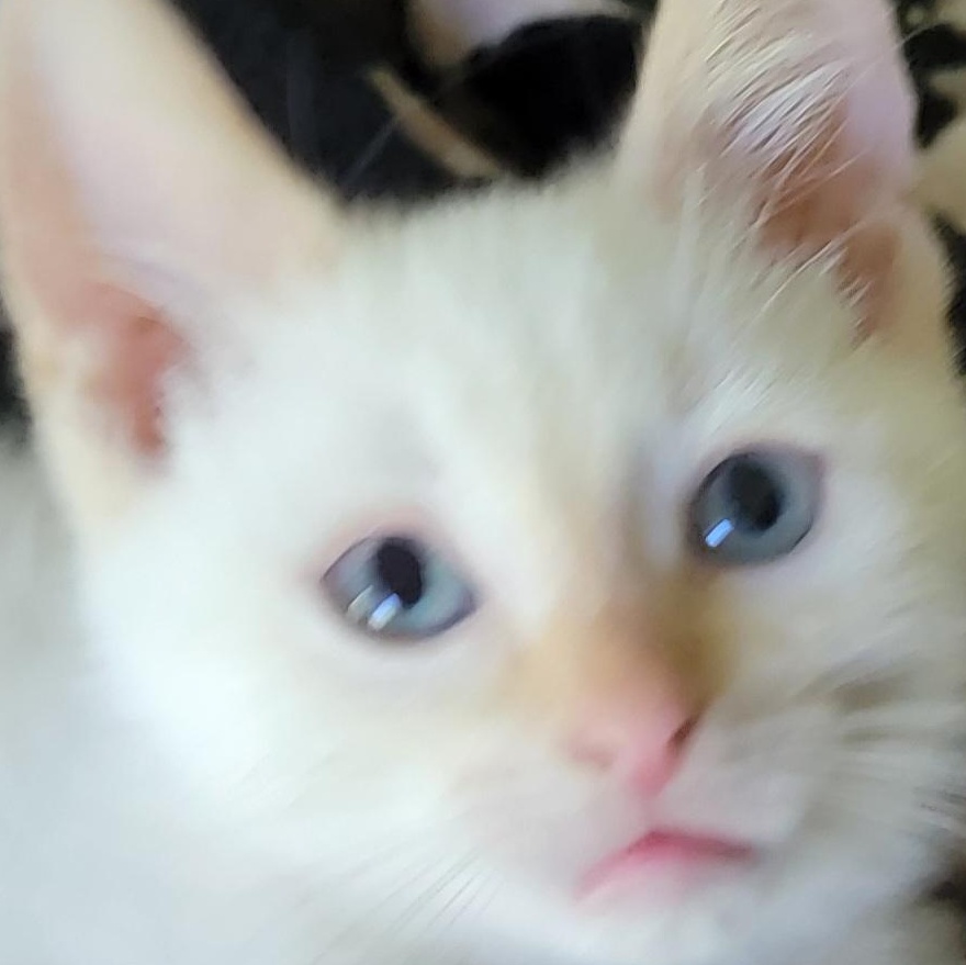Blaze, adoptable, Kitten Male Siamese.