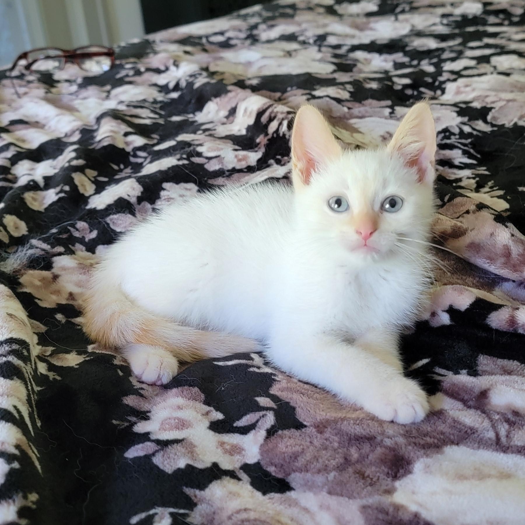 Enlarge Blaze, an adoptable Siamese in Wyandotte, MI image 2/4