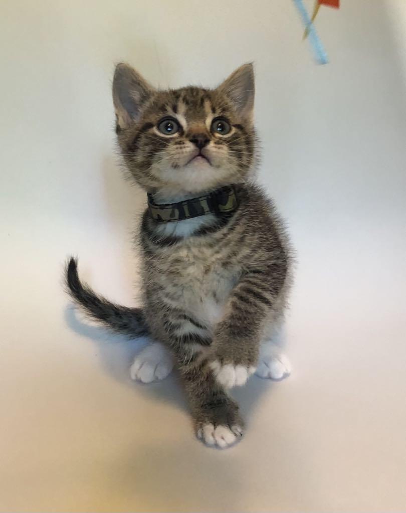 Cash, Baby Male Domestic Short Hair