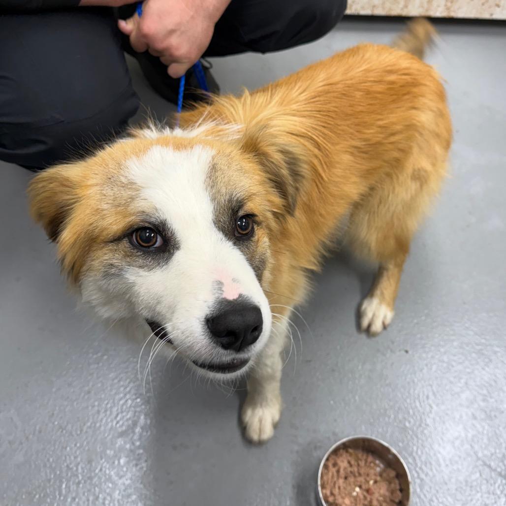 02/25/26-Stray-EnglewoodDrive — thumbnail 2