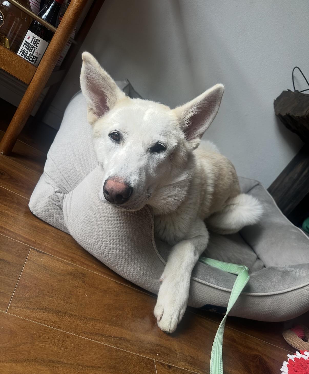 Yeti , a ADOPTABLE White German Shepherd in Tarzana, CA image 6/6