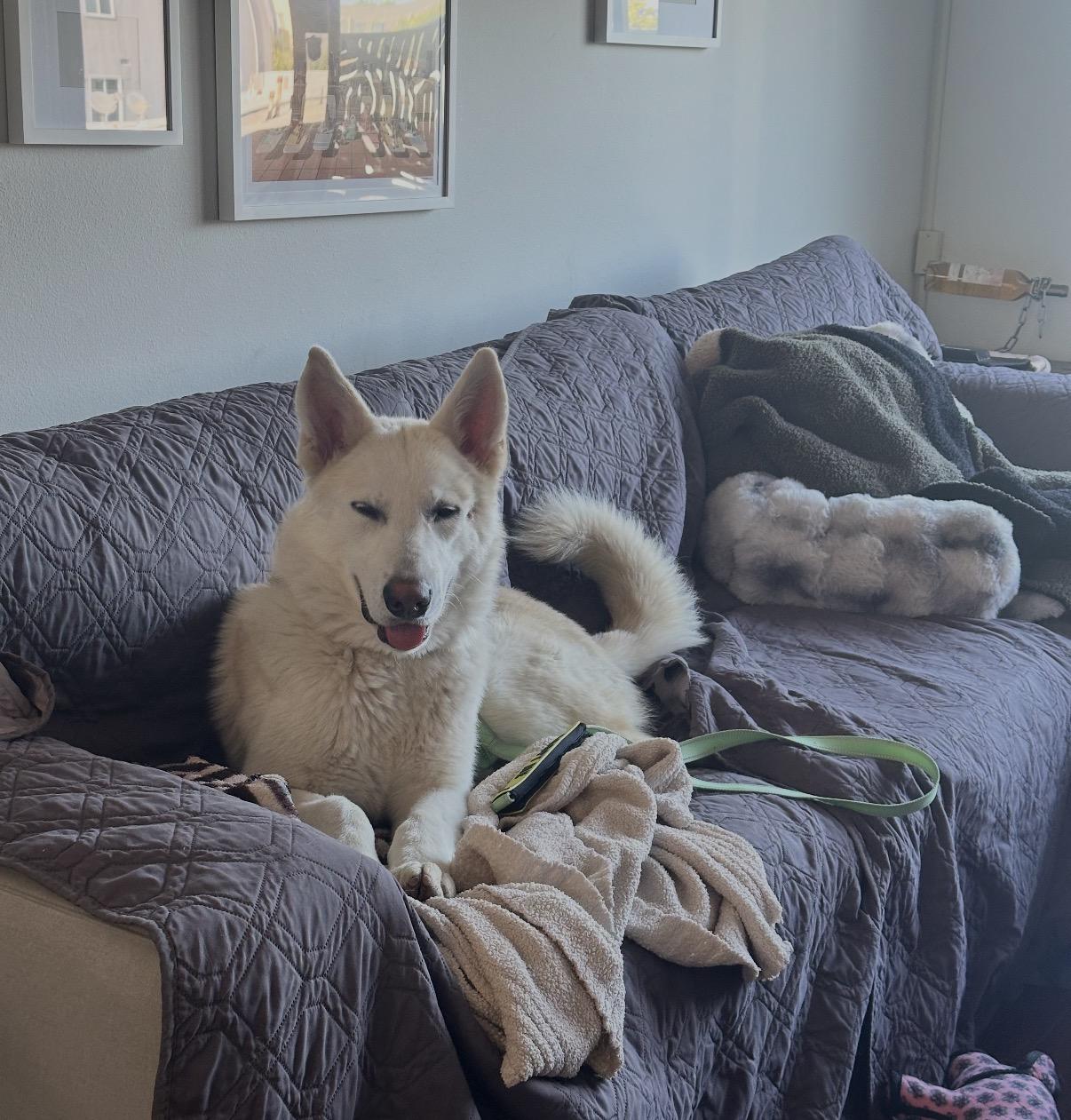 Yeti , a ADOPTABLE White German Shepherd in Tarzana, CA image 4/6