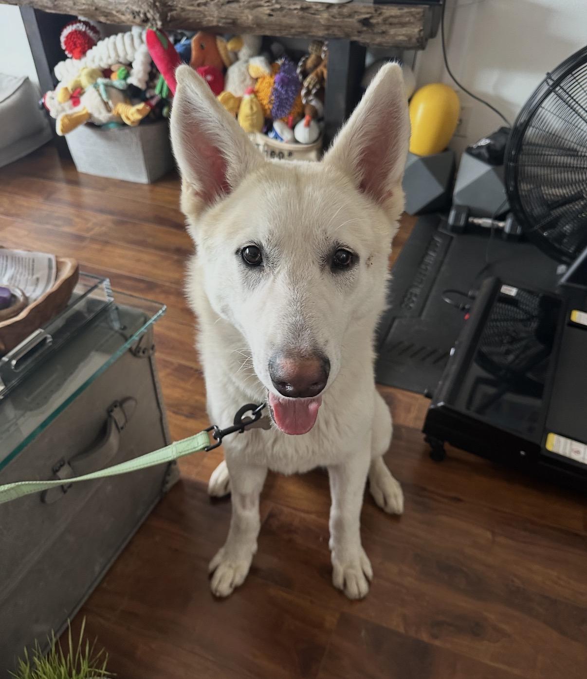 Yeti , a ADOPTABLE White German Shepherd in Tarzana, CA image 1/6