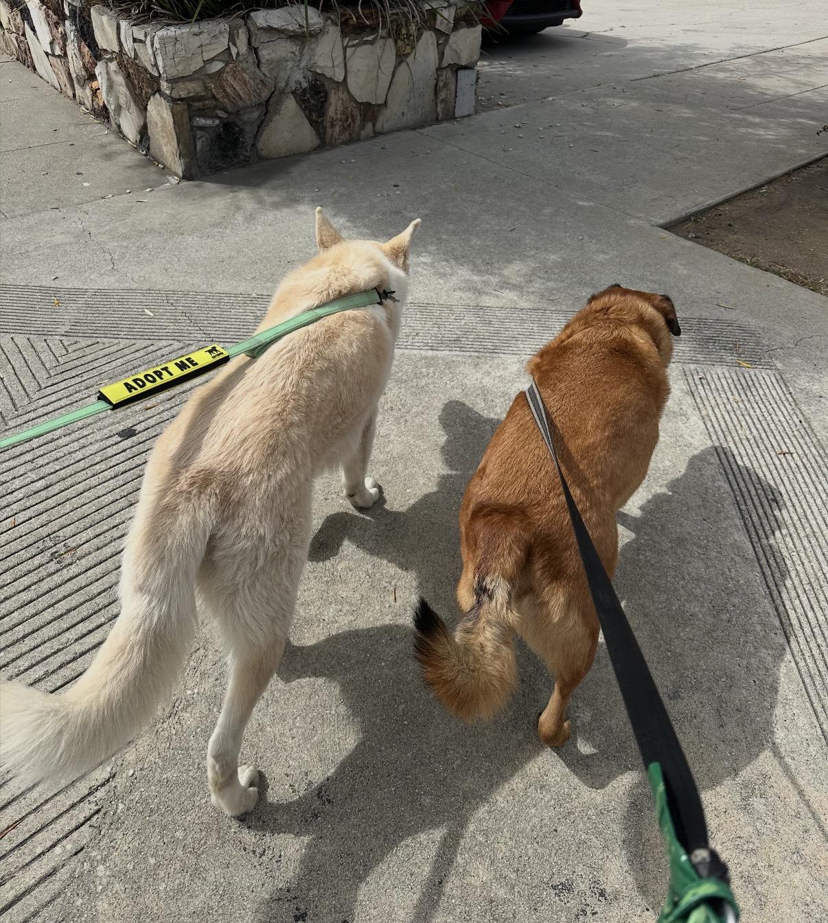 Yeti , a ADOPTABLE White German Shepherd in Tarzana, CA image 3/6