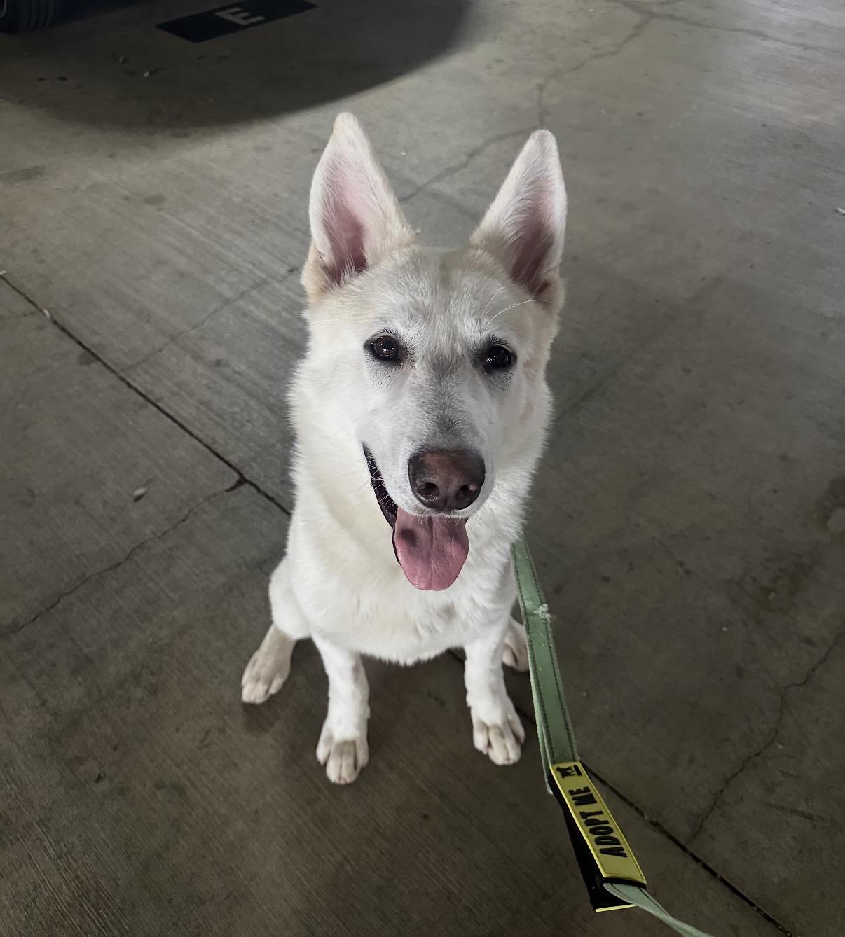 Yeti , a ADOPTABLE White German Shepherd in Tarzana, CA image 2/6