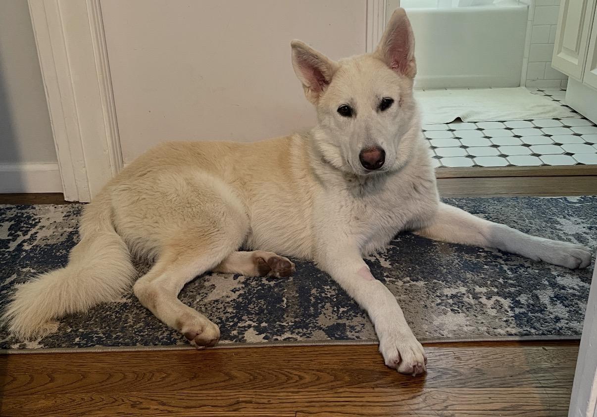 Yeti , a ADOPTABLE White German Shepherd in Tarzana, CA image 5/6