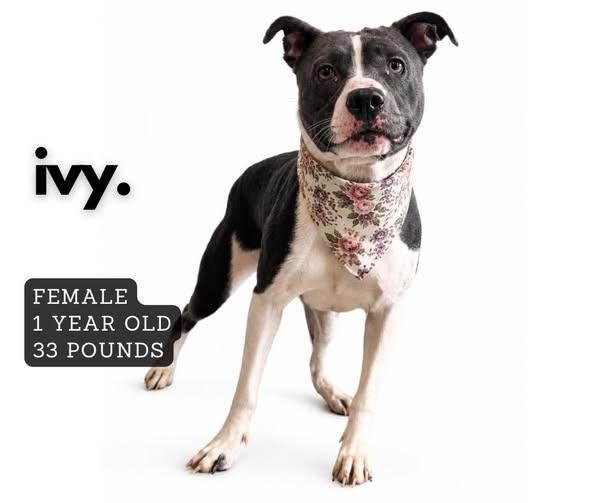 Ivy, Adoptable, Young Female Pit Bull Terrier.