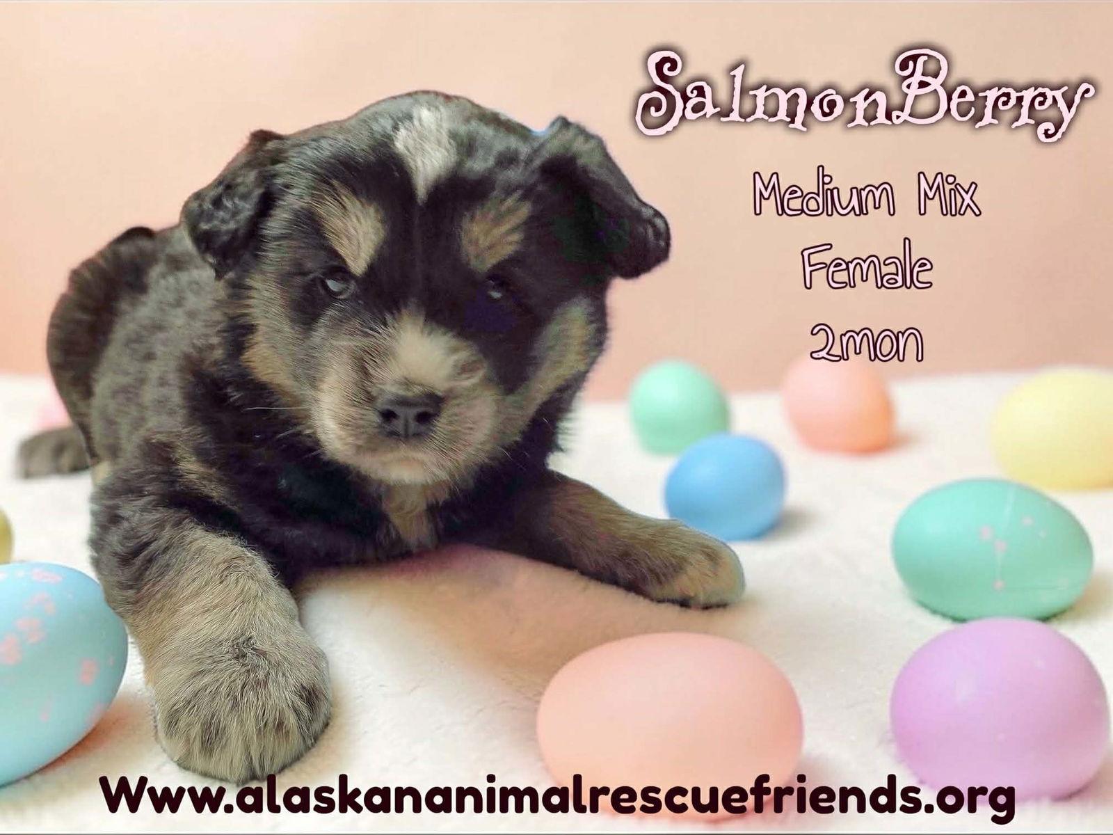 Salmonberry, Adoptable, Puppy Female Australian Shepherd & Terrier.