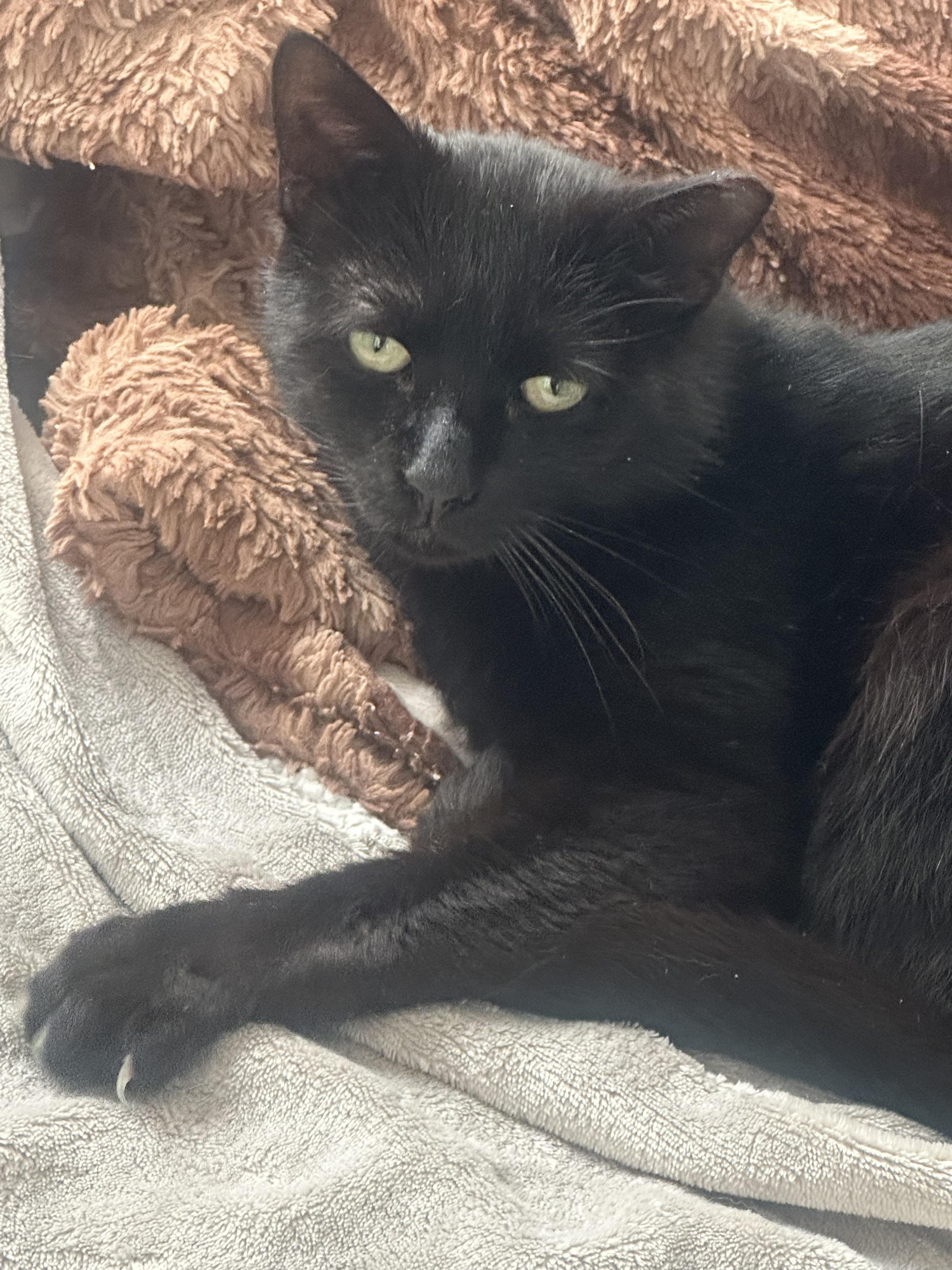 Dimitry, ADOPTABLE, Adult Male Domestic Short Hair.