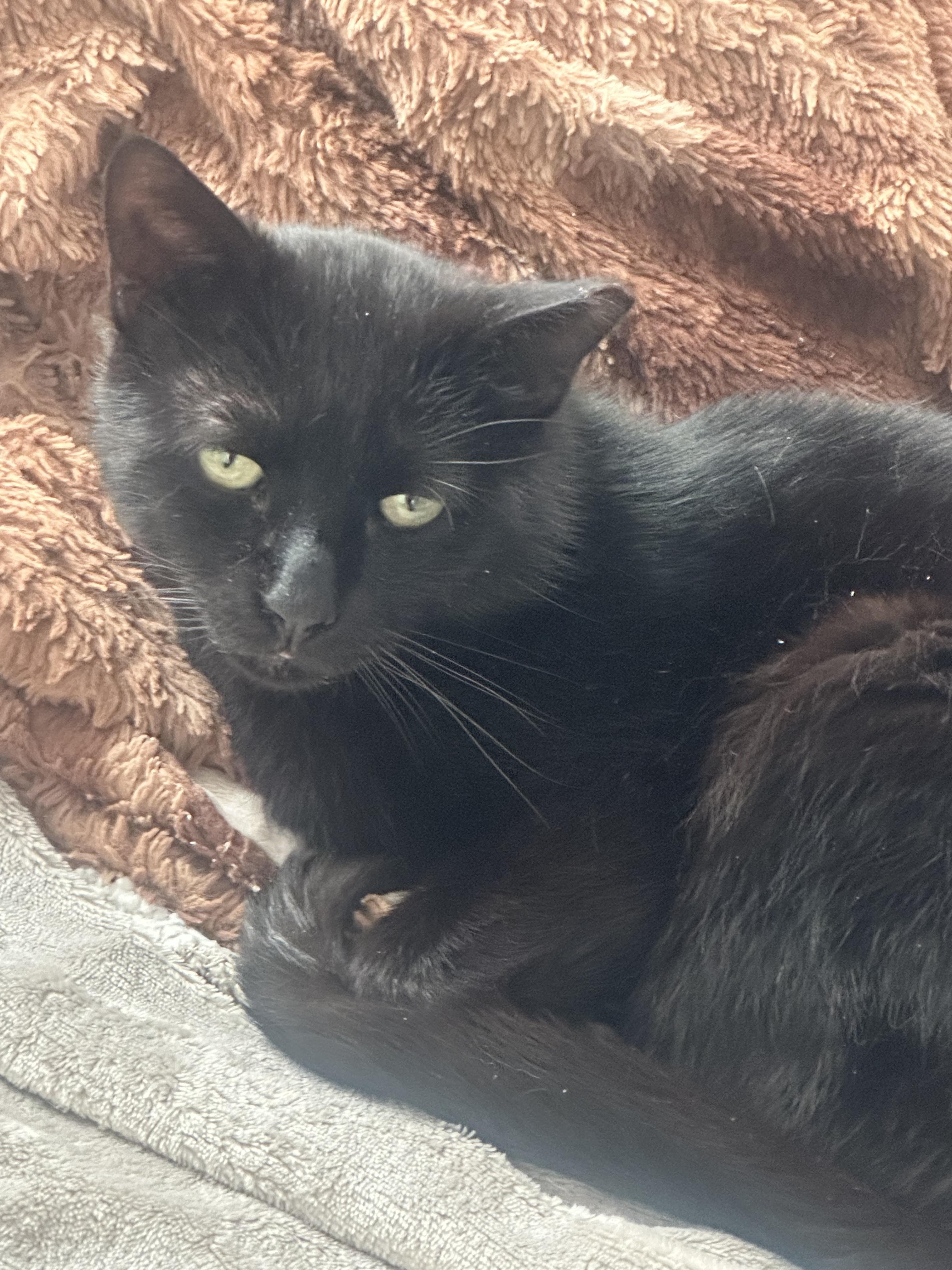 Enlarge Dimitry, a ADOPTABLE Domestic Short Hair in Hazlet, NJ image 2/2
