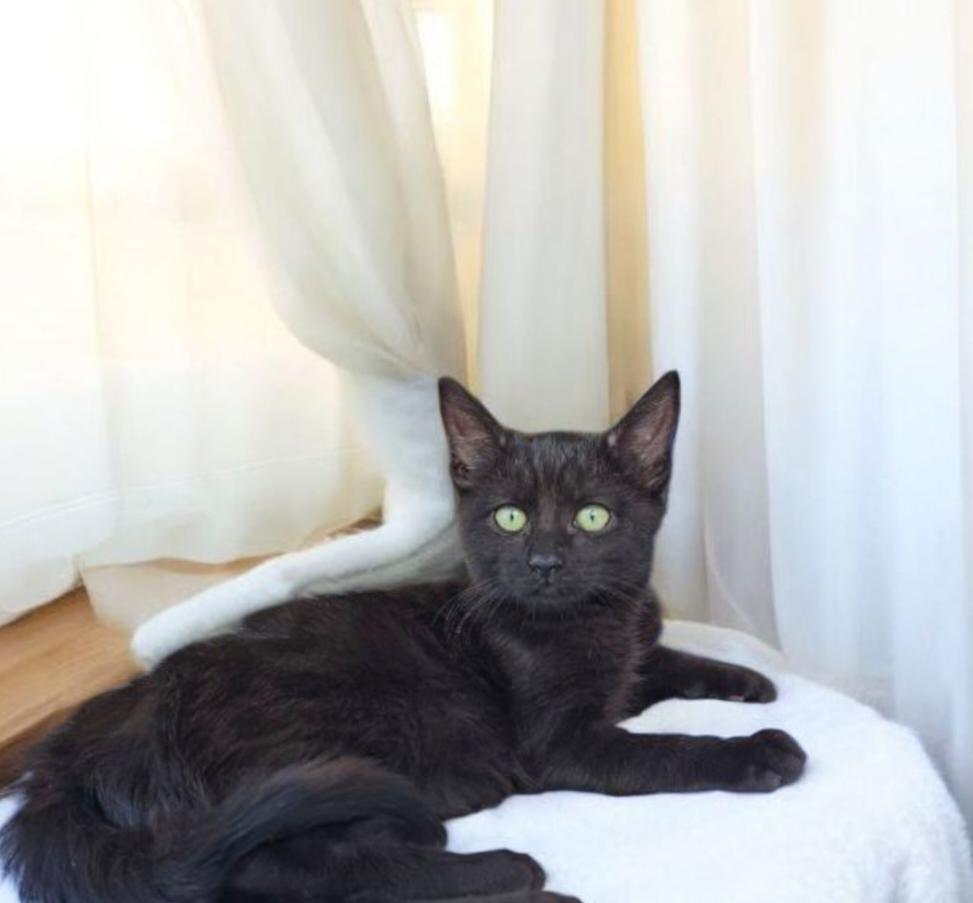 Enlarge Darla, a Adoptable mixed breed in Hawthorne, CA image 1/1