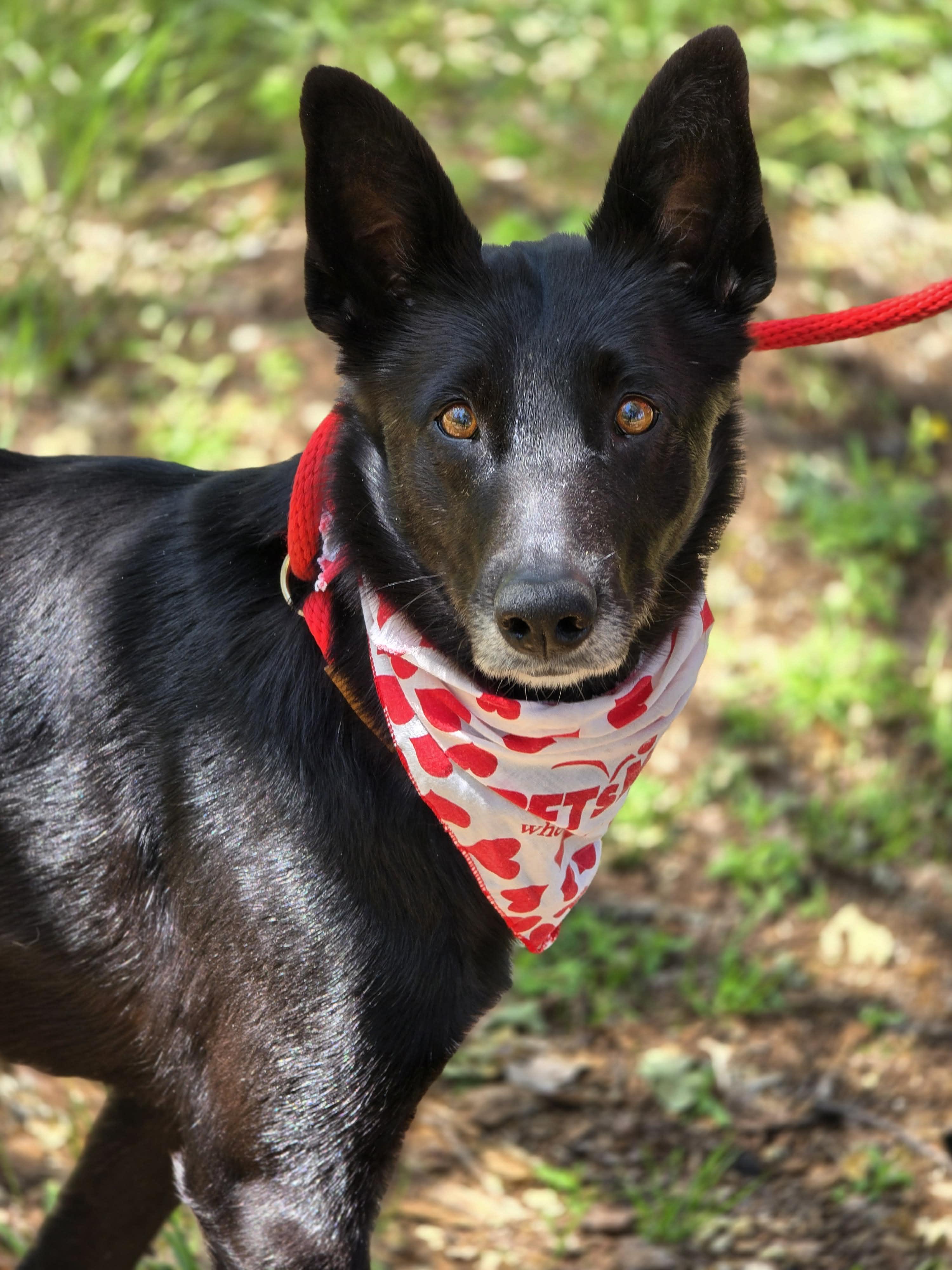 Daisy, ADOPTABLE, Adult Female Border Collie.