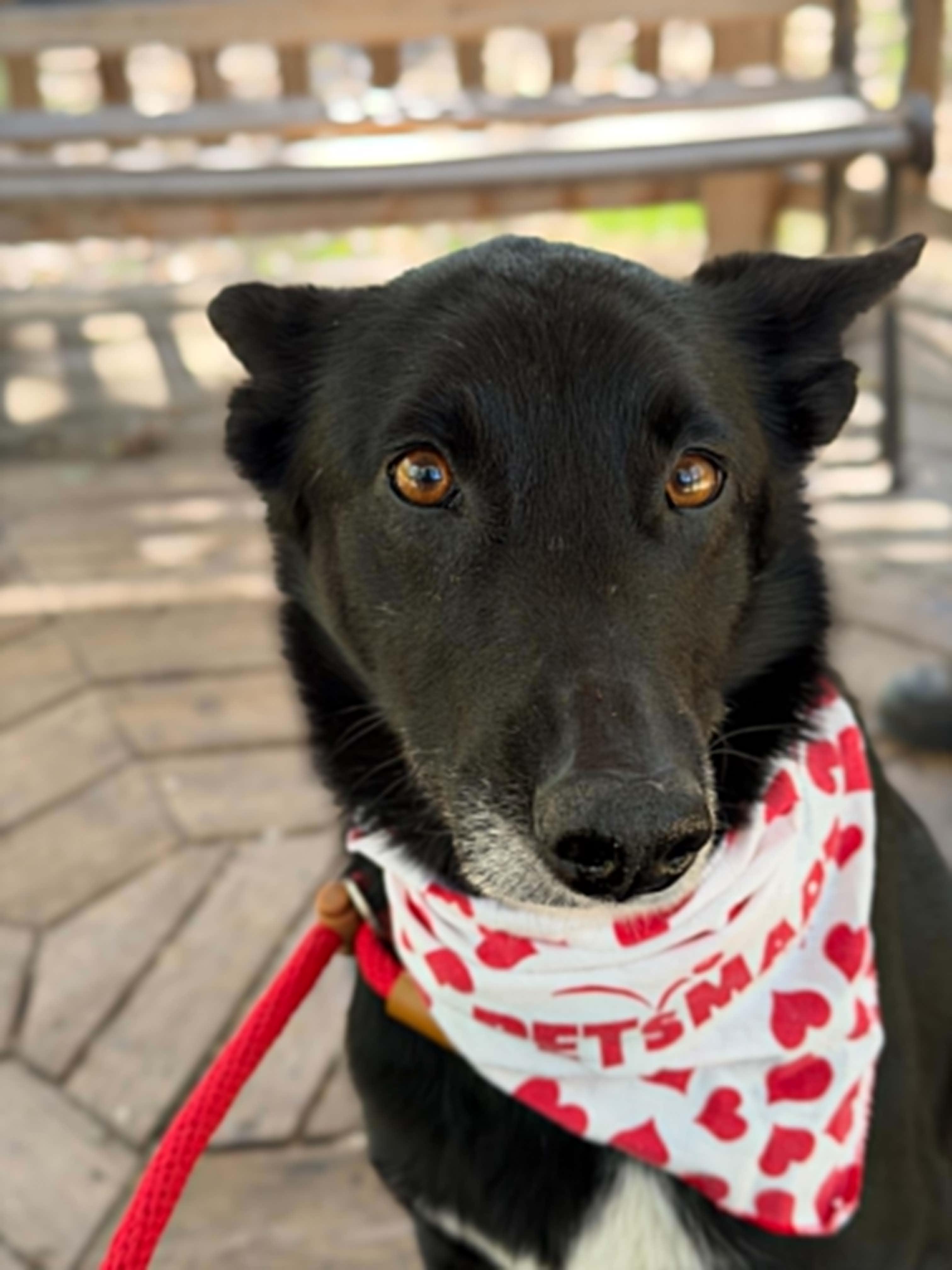 Enlarge Daisy, a ADOPTABLE mixed breed in Grants Pass, OR image 2/3
