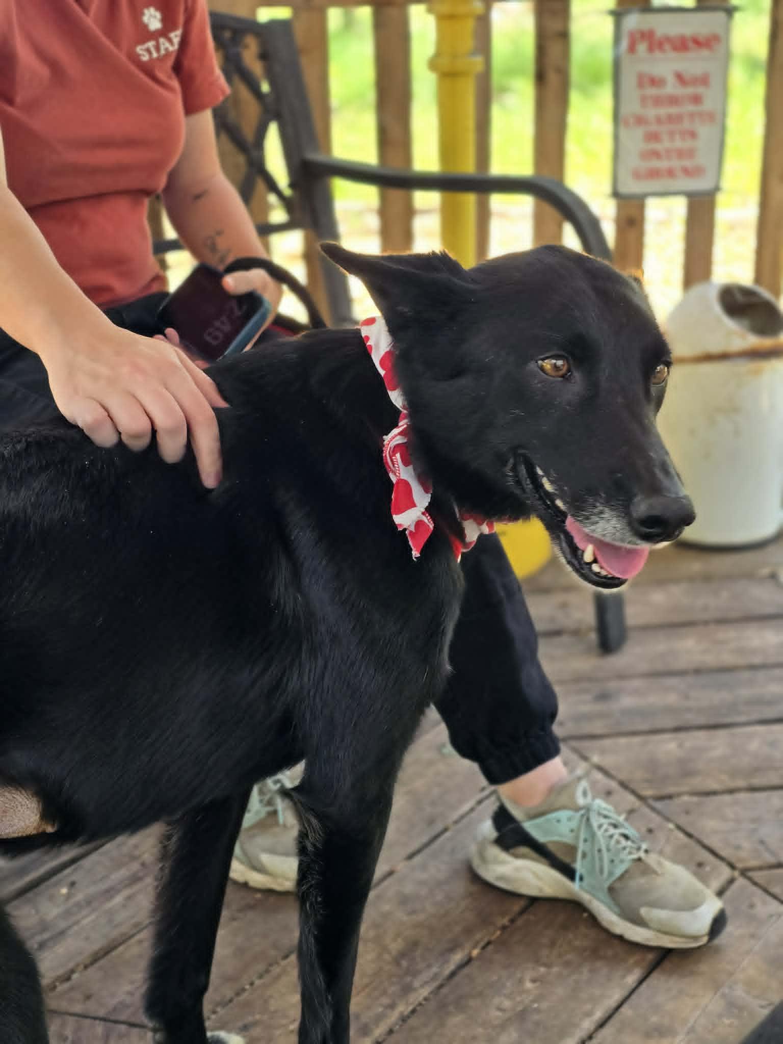 Enlarge Daisy, a ADOPTABLE mixed breed in Grants Pass, OR image 3/3