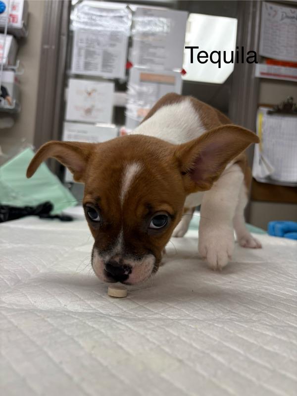 Tequila, Adoptable, Puppy Female Boxer.