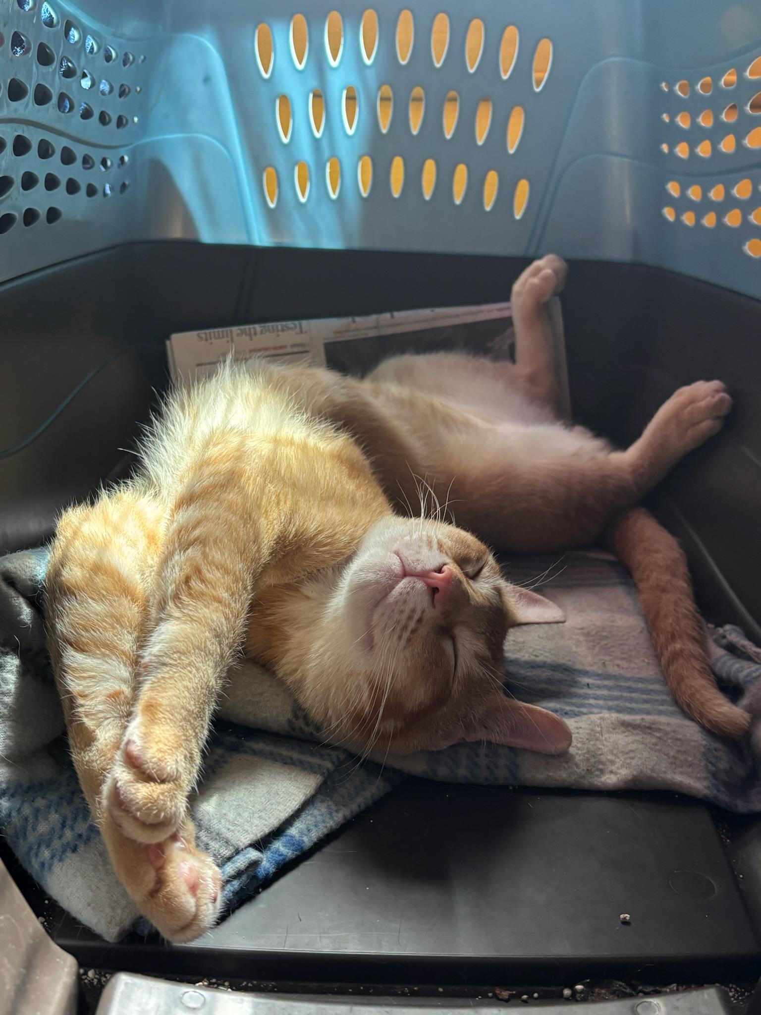 Enlarge Fred, a ADOPTABLE mixed breed in Whittier, CA image 3/3