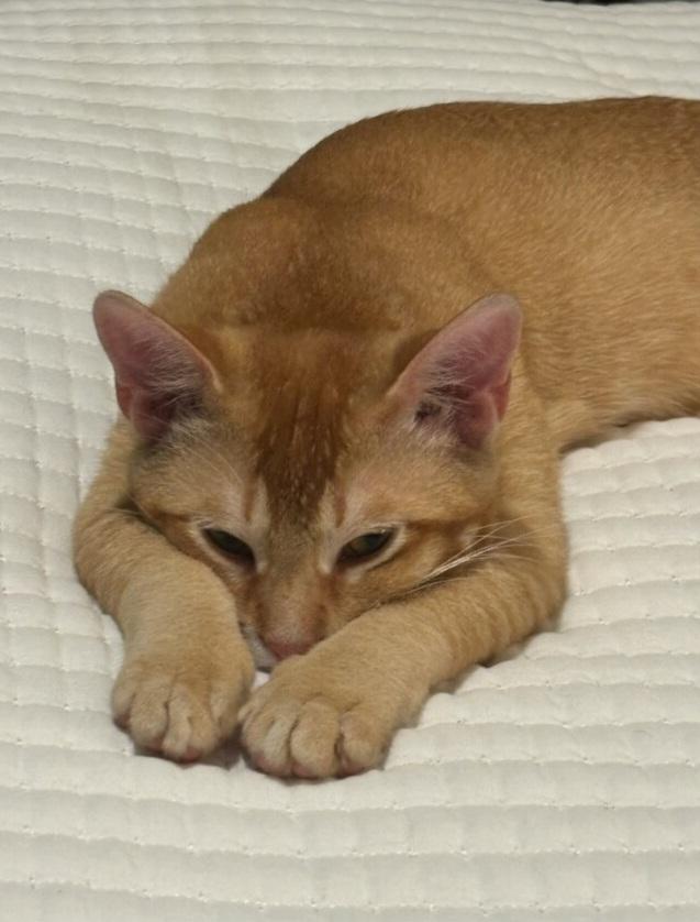 Enlarge Fred, a ADOPTABLE mixed breed in Whittier, CA image 2/3