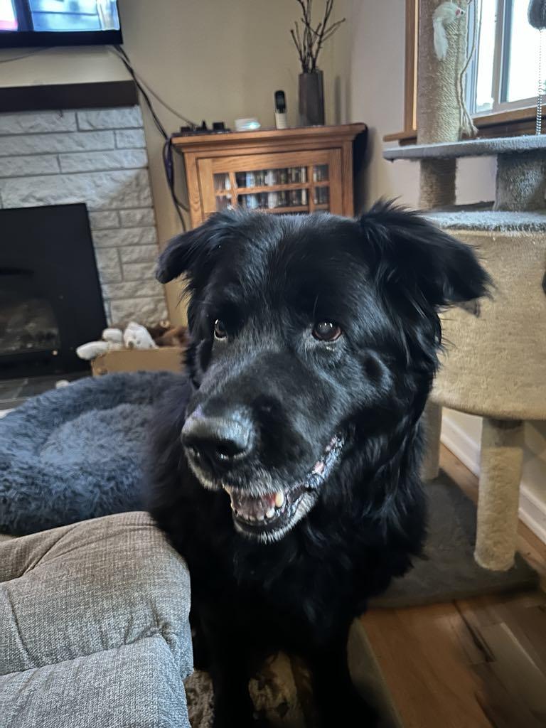Bobo, Adoptable, Senior Female Chow Chow.