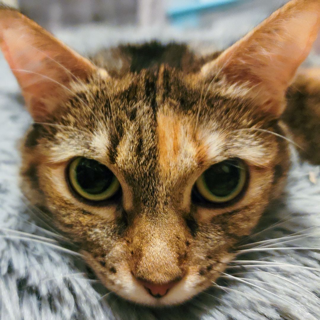 Bereet, Adoptable, Adult Female Domestic Short Hair.