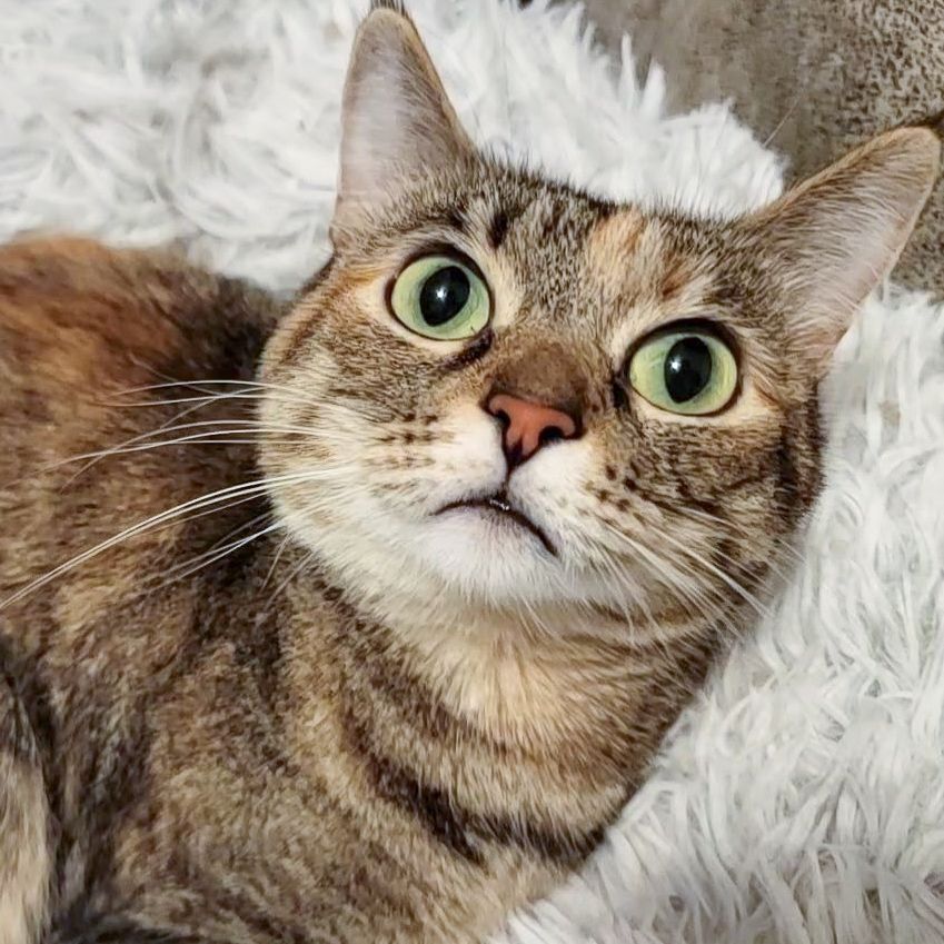 Enlarge Bereet, a Adoptable mixed breed in Lancaster, CA image 2/6