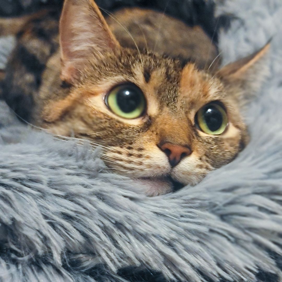 Enlarge Bereet, a Adoptable mixed breed in Lancaster, CA image 3/6