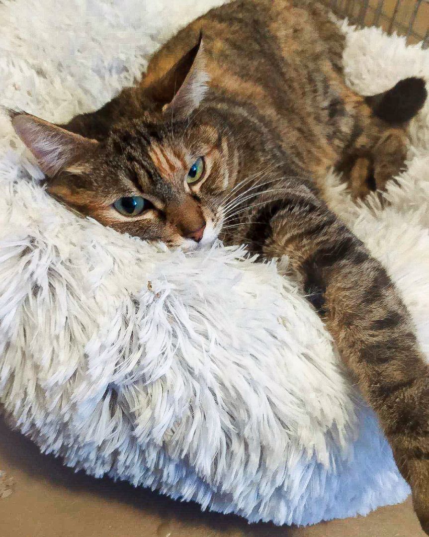 Enlarge Bereet, a Adoptable mixed breed in Lancaster, CA image 4/6