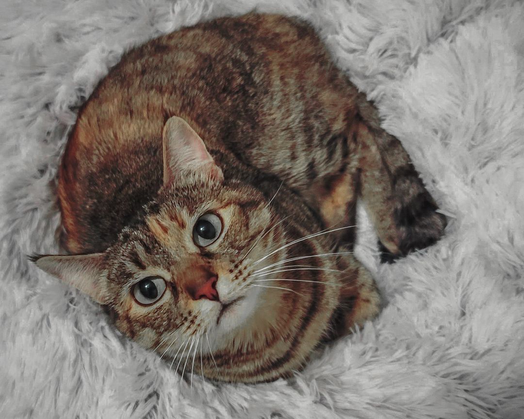 Enlarge Bereet, a Adoptable mixed breed in Lancaster, CA image 5/6