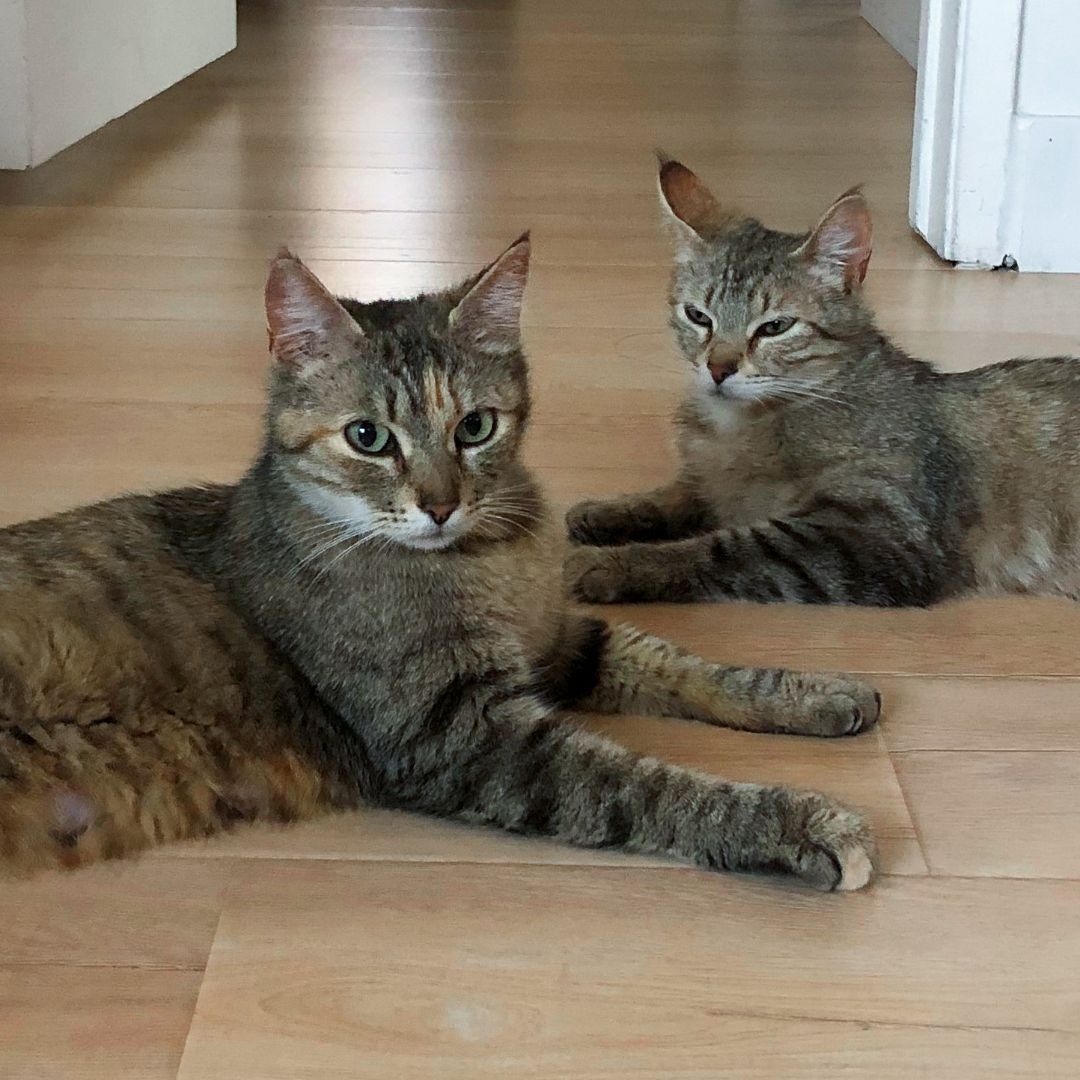 Enlarge Bereet, a Adoptable mixed breed in Lancaster, CA image 6/6