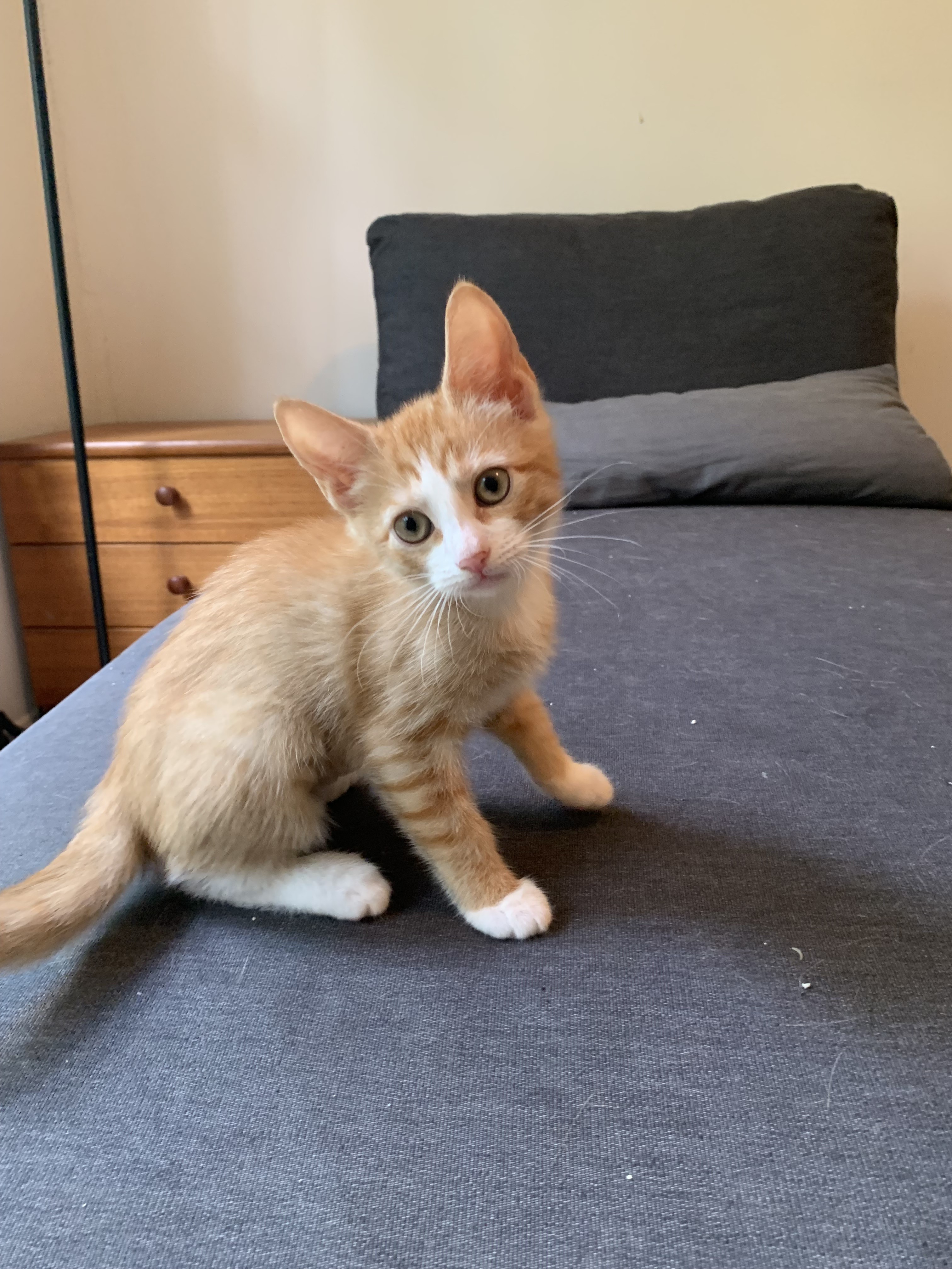 Cat for adoption CaraCaraOrange Kitten Love, a Domestic Short Hair