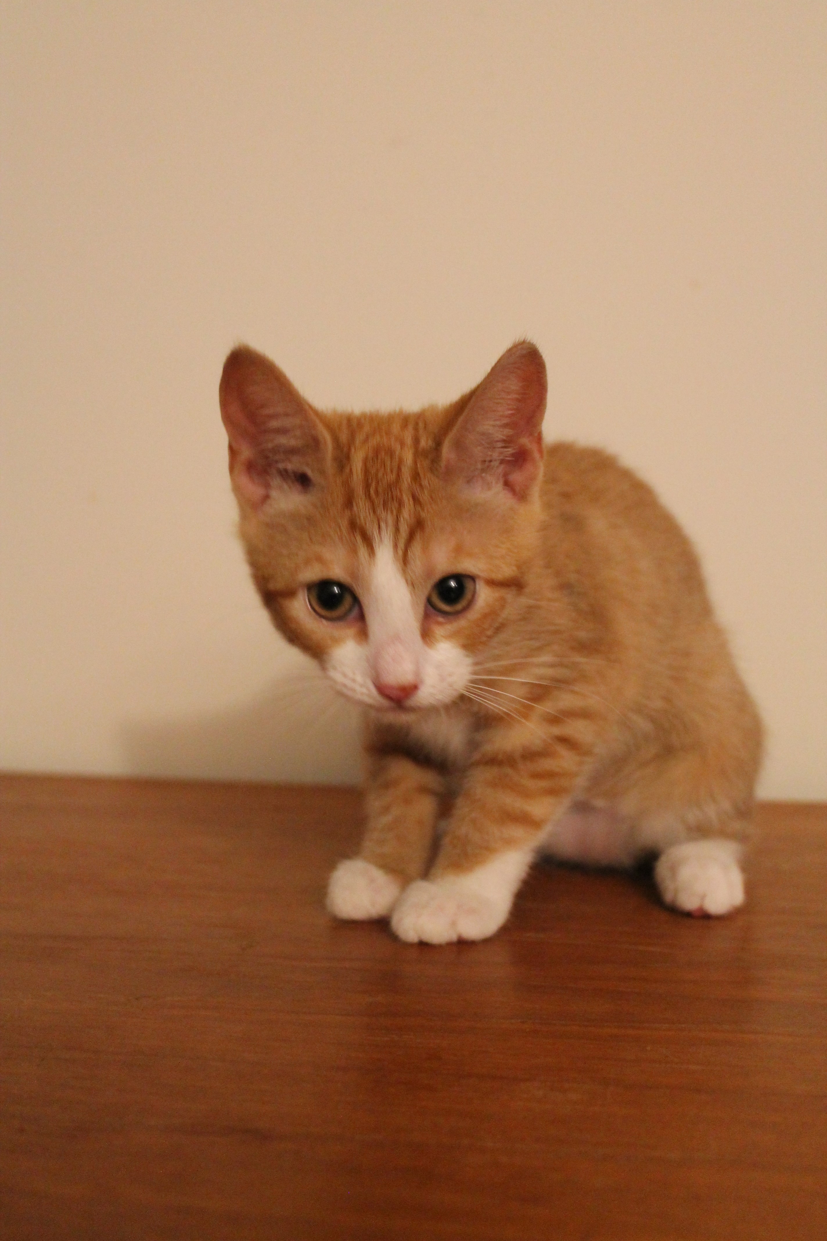 Cat for adoption CaraCaraOrange Kitten Love, a Domestic Short Hair