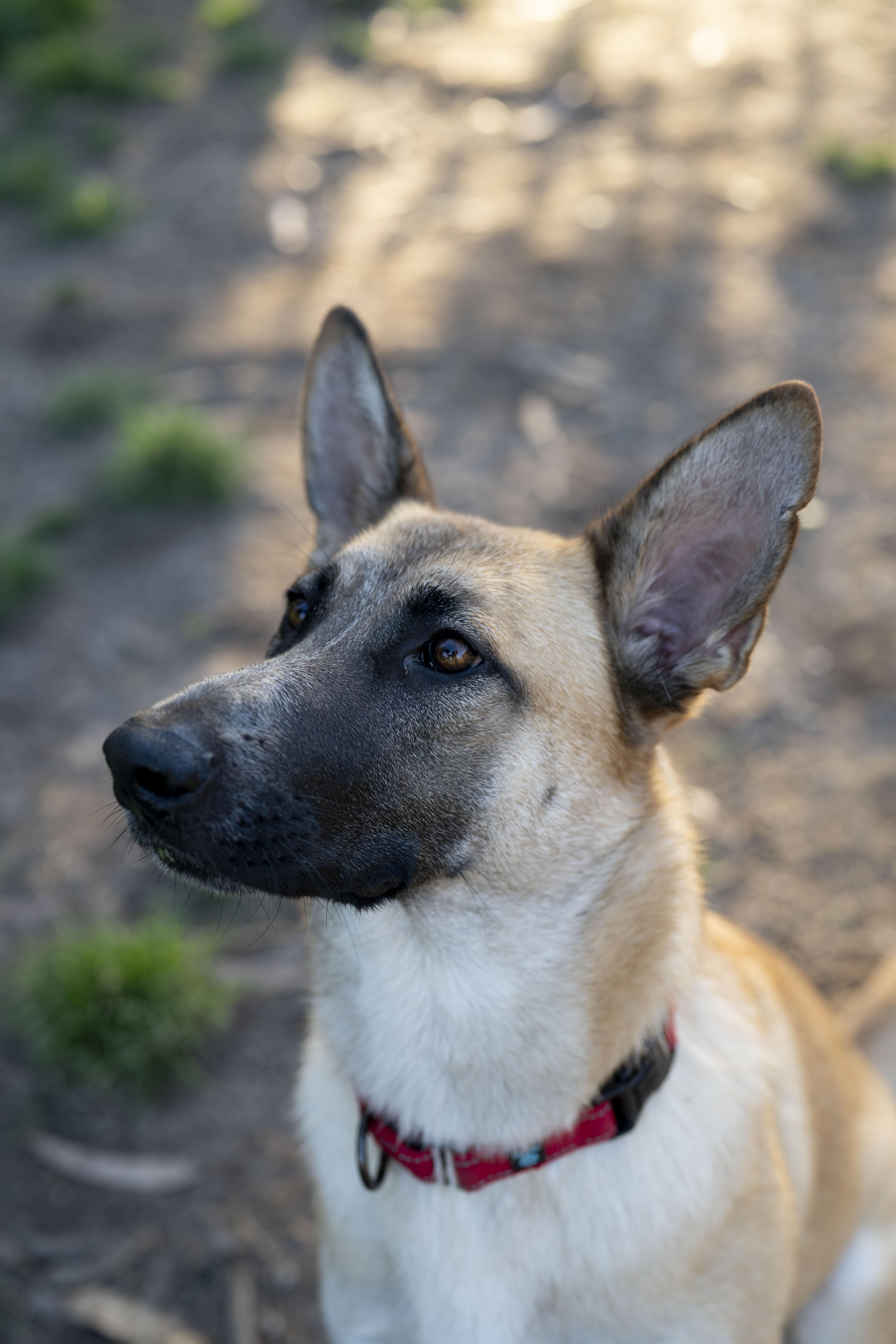 Enlarge Giselle, an adoptable mixed breed in Petaluma, CA image 6/6
