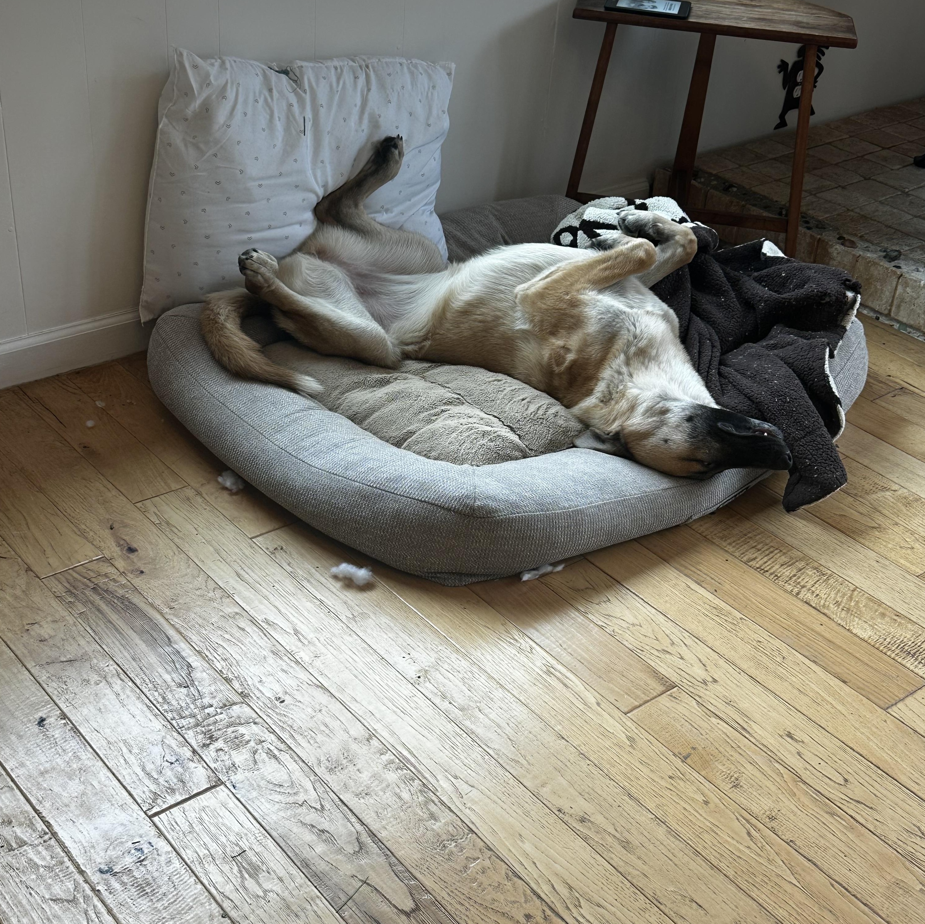 Enlarge Giselle, an adoptable mixed breed in Petaluma, CA image 2/6