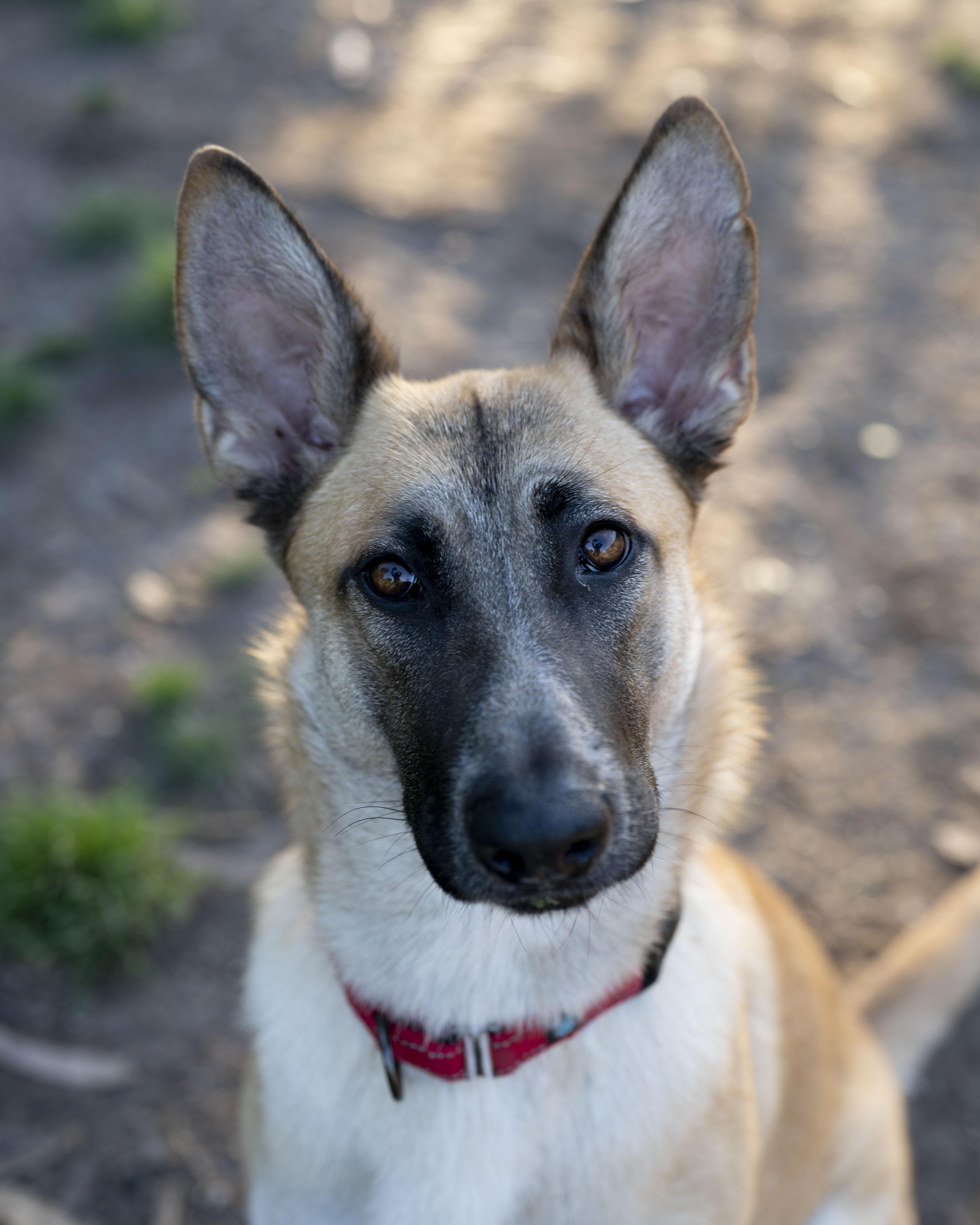 Enlarge Giselle, an adoptable mixed breed in Petaluma, CA image 1/6