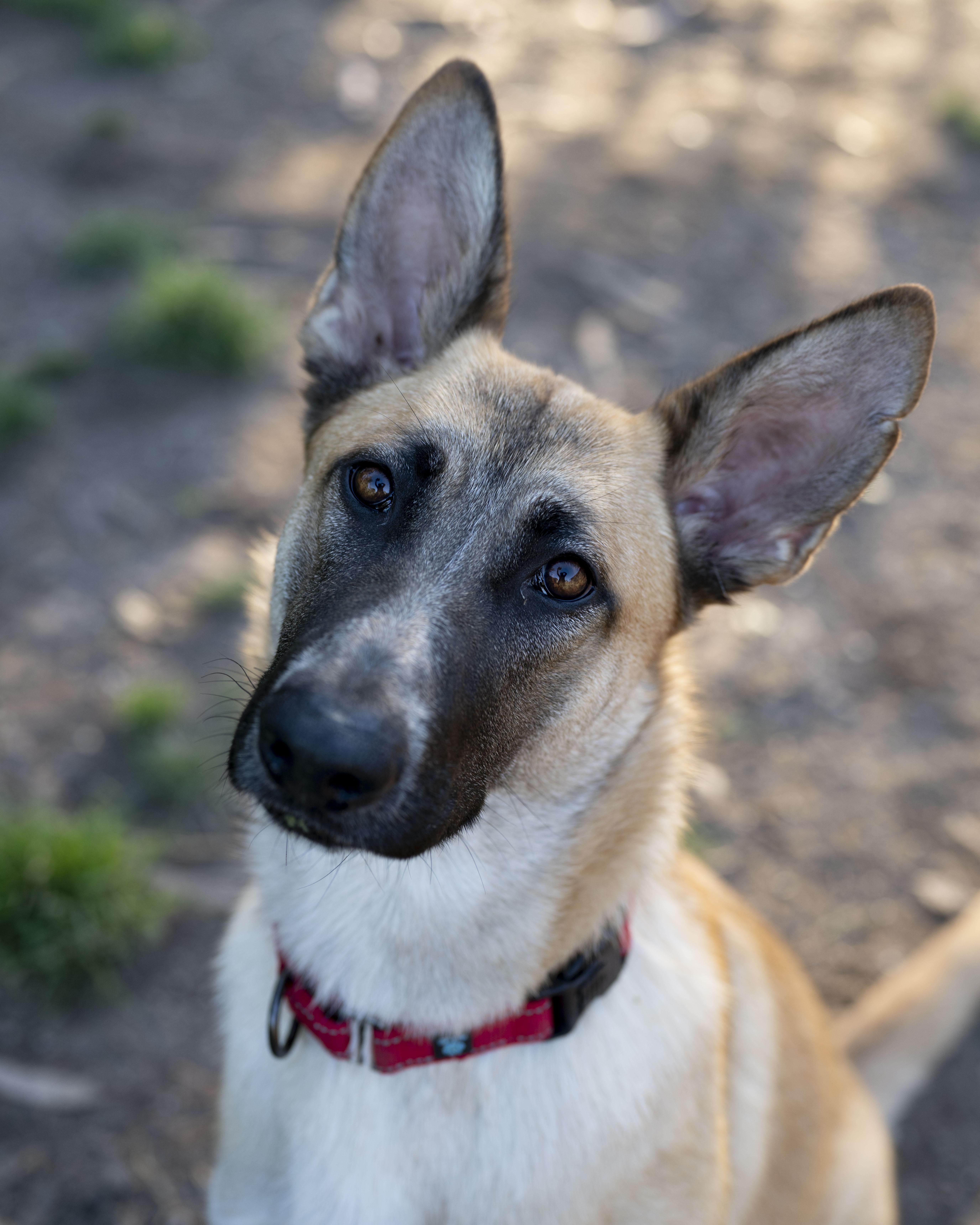 Enlarge Giselle, an adoptable mixed breed in Petaluma, CA image 5/6