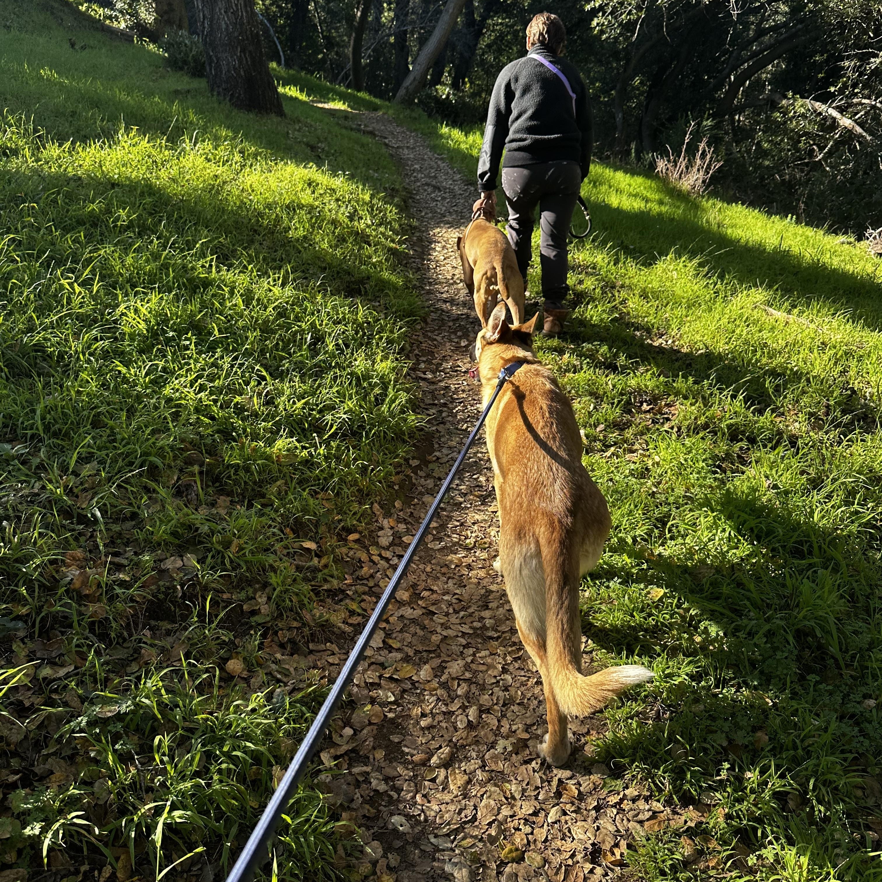 Enlarge Giselle, an adoptable mixed breed in Petaluma, CA image 3/6