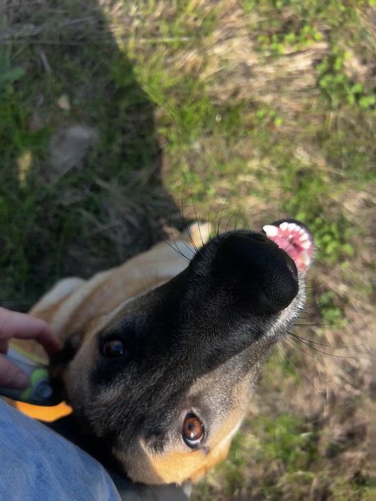 Enlarge Giselle, an adoptable mixed breed in Petaluma, CA video 4/6