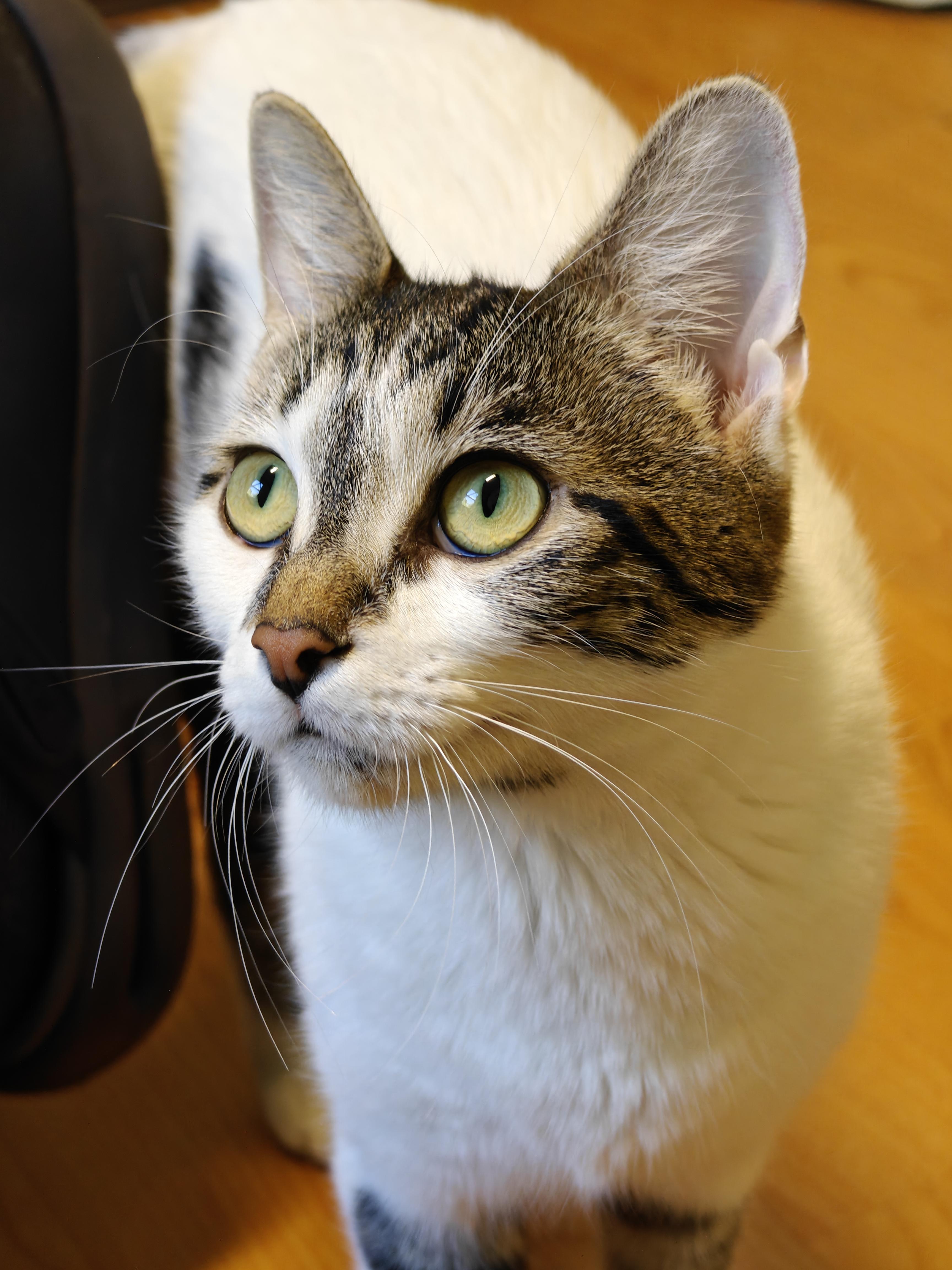 Enlarge Victoria, a Adopted Domestic Short Hair in New Britain, CT image 1/4
