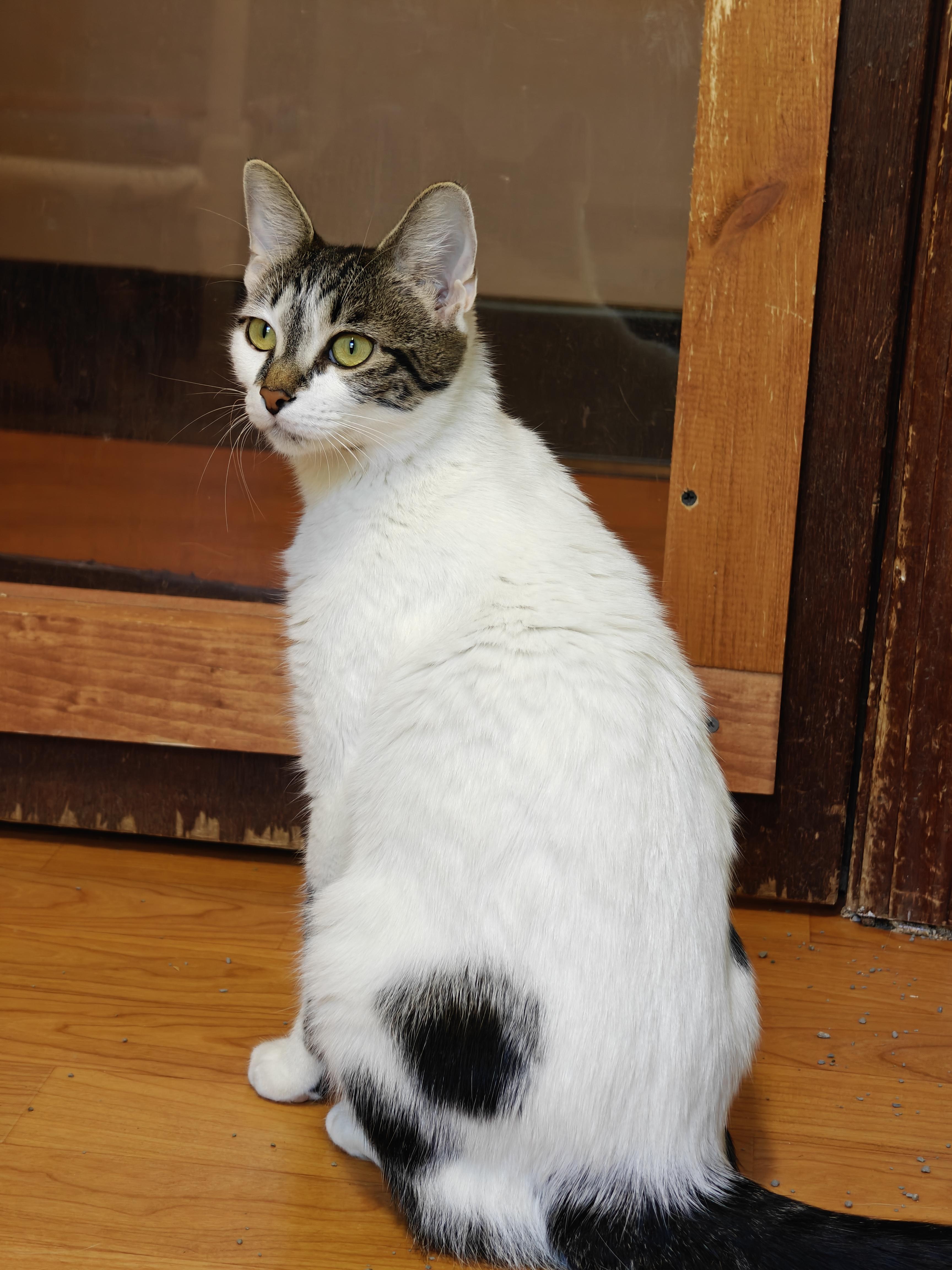 Enlarge Victoria, a Adopted Domestic Short Hair in New Britain, CT image 2/4