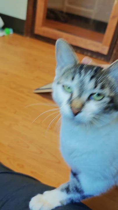 Enlarge Victoria, a Adopted Domestic Short Hair in New Britain, CT video 4/4