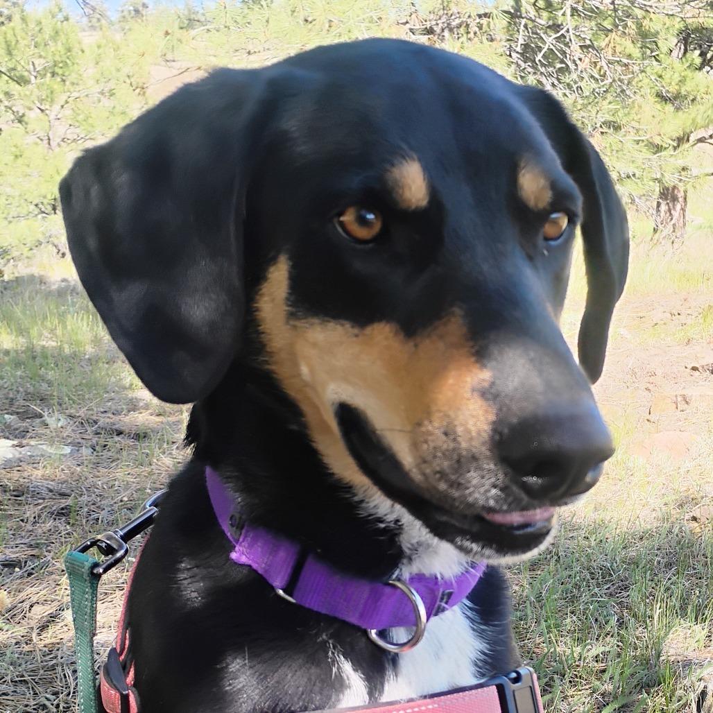 BROWNIE, Adoptable, Adult Male Labrador Retriever & Hound.