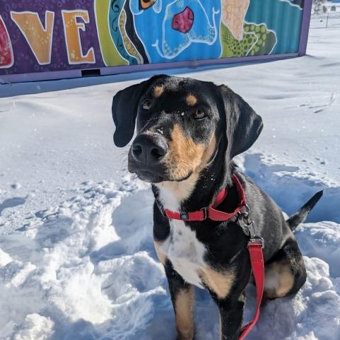 Enlarge BROWNIE, a Adoptable mixed breed in Pagosa Springs, CO image 5/6
