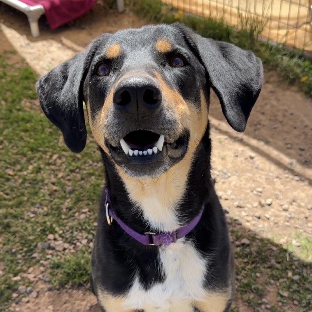 BROWNIE, a Adoptable mixed breed in Pagosa Springs, CO image 5/6