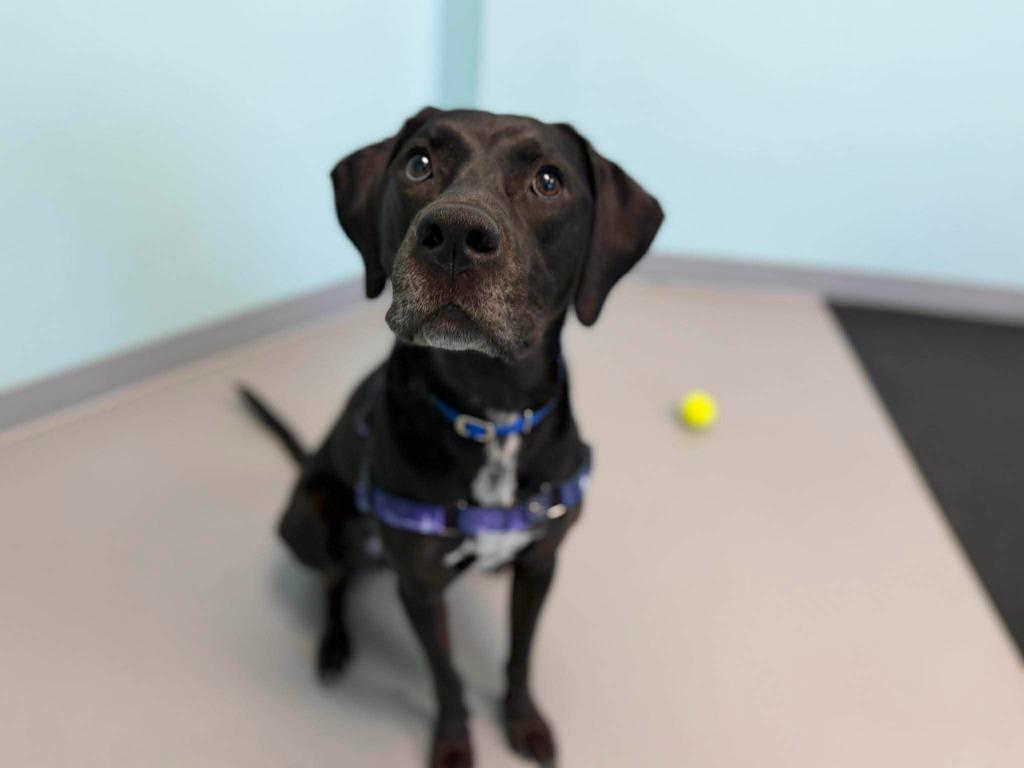 Dembe, Adoptable, Adult Male Mixed Breed.