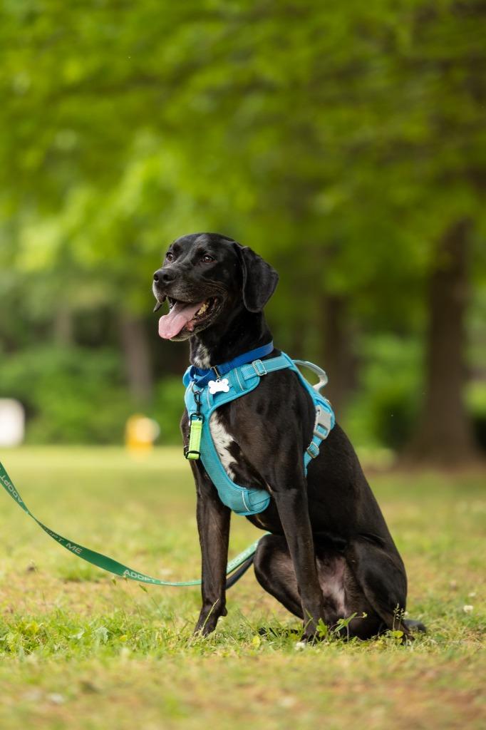 Enlarge Dembe, a Adoptable mixed breed in Raleigh, NC image 2/6