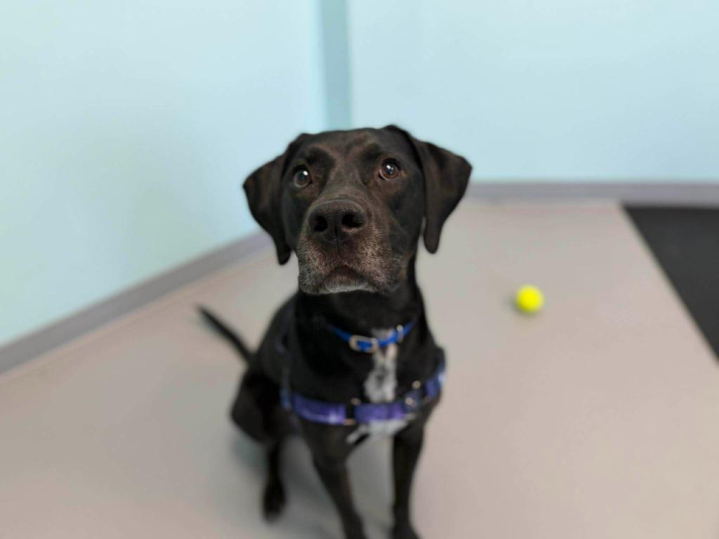 Enlarge Dembe, a Adoptable mixed breed in Raleigh, NC image 2/6