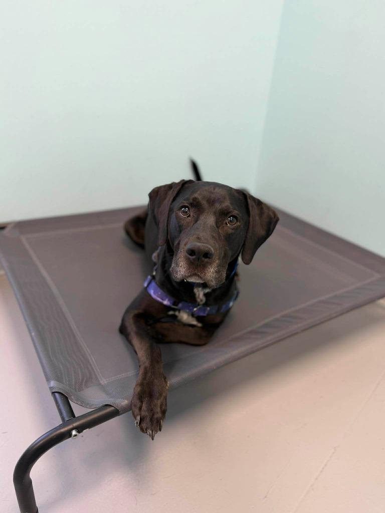 Enlarge Dembe, a Adoptable mixed breed in Raleigh, NC image 3/6