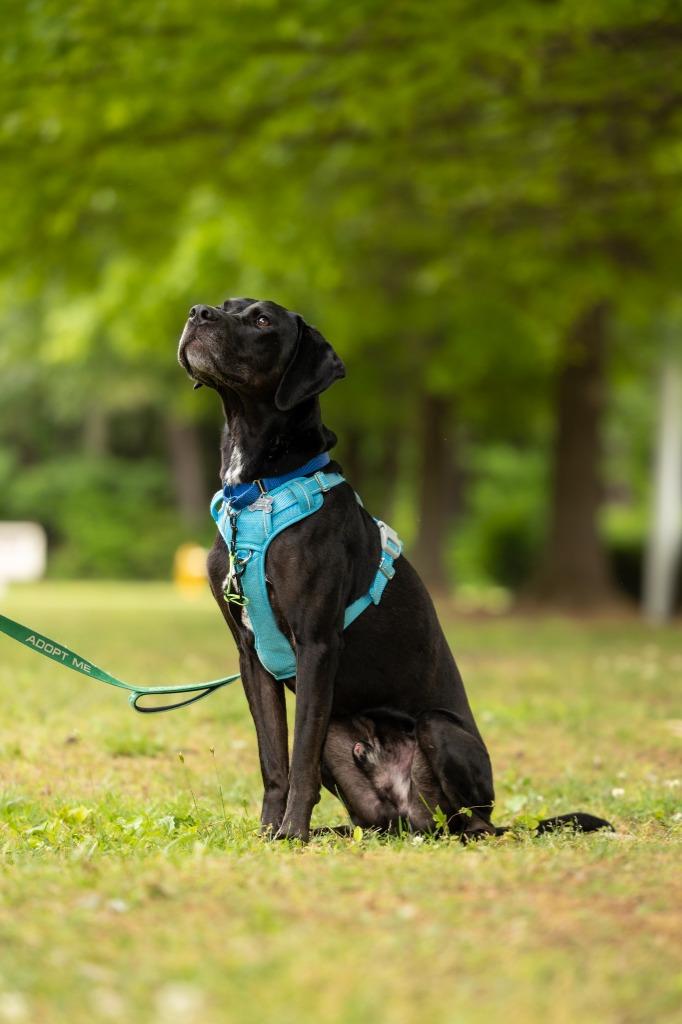 Enlarge Dembe, a Adoptable mixed breed in Raleigh, NC image 3/6