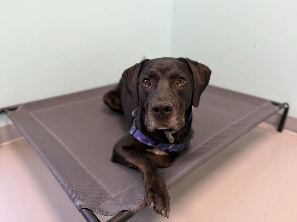 Enlarge Dembe, a Adoptable mixed breed in Raleigh, NC image 4/6